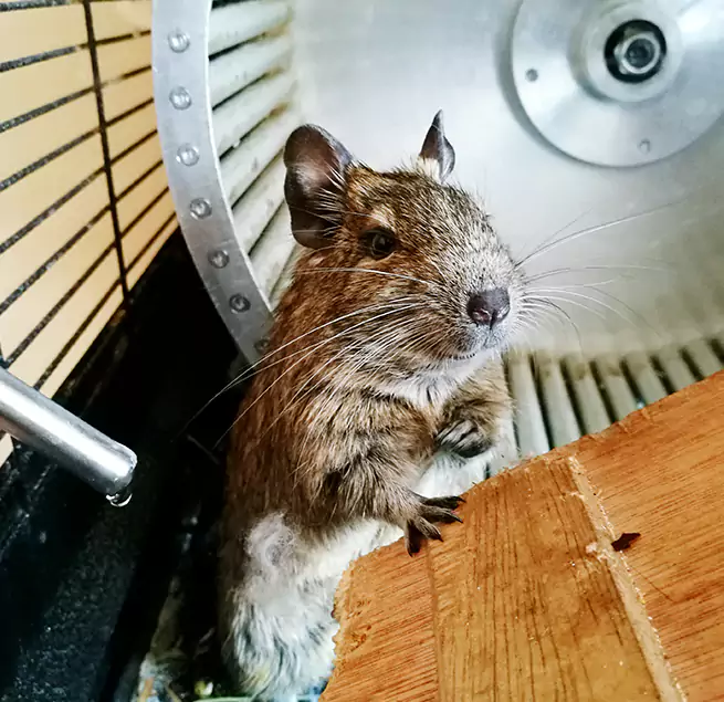 Why Homeowners & Businesses Trust Us East Peoria, IL